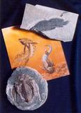 Collection de poissons fossiles de Miguasha. Scaumenacia curta et Bothriolepis canadensis (fossiles et reconstruction)