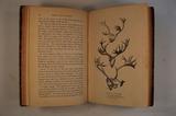Livre (Forest life in Acadie : sketches of sport and natural history in the lower provinces of the Canadian Dominion). Illustration