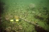 Épave A de l'île Rouge. Fragments de métal sur le site 44M3A.