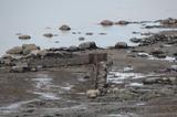 La pêcherie des Mailloux à l'Isle-aux-Coudres