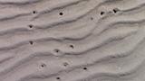 Trous que font les coques dans le sable - Miguasha (Nouvelle) - avril 2017