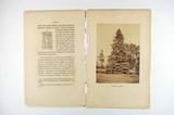 Brochure (Histoire des picea qui se rencontrent dans les limites du Canada). Intérieur de l'imprimé avec illustration