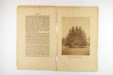 Brochure (Histoire des picea qui se rencontrent dans les limites du Canada). Intérieur de l'imprimé avec illustration
