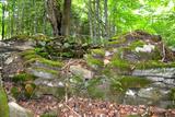 Fours à potasse de Kinnear's Mills. Vue générale