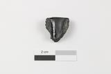 Fragment de fourneau de pipe à tuyau amovible de type vasiforme commun. Face interne