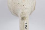 Pipe. Détail de l'éperon