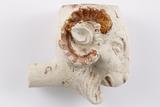 Pipe. Détail décor, côté droit du fourneau