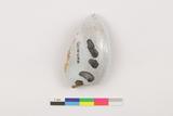 Fragment de saleron. Face externe