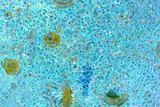 Microphotographie