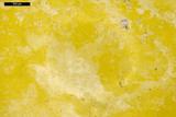 Perle. Microphotographie