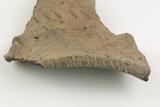 Fragments de vase à parement. Détail de la lèvre