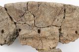 Fragments de vase. Détail décor, face externe