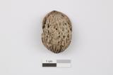 Fragment de coquille de noix de Grenoble. Côté A