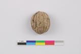 Fragment de coquille de noix de Grenoble. Côté A