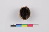 Fragment de coquille de noix de Grenoble. Côté B