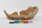 Fragments de pot. Vue générale