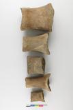 Métacarpes et phalanges de baleine. Côtés A