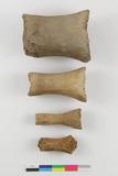 Métacarpes et phalanges de baleine. Côtés A