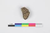 Fragment de coquille d'amande. Face externe