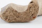Fragments de marmite. Détail de la pâte