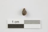 Pépin de raisin. Côté A