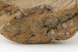 Fragment de vase. Détail de la pâte