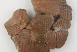 Fragments de vase. Détail du décor, base du vase