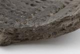 Fragment de vase. Détail de la pâte