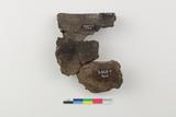Fragments de vase. Face interne