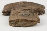 Fragments de vase. Détail de la pâte