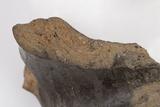Fragments de fourneau de pipe à couronne. Détail de la pâte