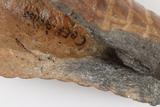 Fragments de fourneau de pipe trompette à anneaux. Détail de la pâte