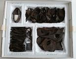 Mocassin d'enfant. Boîte de conservation contenant le mocassin restauré et d'autres pièces en cuir provenant du Village des Tanneries.