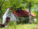 Cabane à sucre. Vue arrière