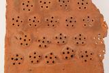 Tuile à touraillage. Détail des perforations