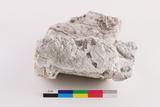 Fragment de moule. Vue en coupe