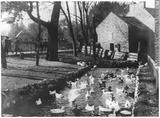 Étang à canards, chemin de la Côte-des-Neiges, Montréal, QC, vers 1900 / D. M. Murphy.