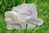 Collection de poissons fossiles de Miguasha. Homalacanthus concinnus.