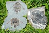 Collection de poissons fossiles de Miguasha. Bothriolepis canadensis.