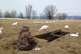 Chasse à la sauvagine. Chasseur près d'une cache creusée dans les champs, Pointe à la Caille, Montmagny.