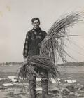 Chasse à la sauvagine. Joseph Lachance pose parmi les appelants qu'il a fabriqués lui-même à l'aide de feuilles de papier dans les années 1950.