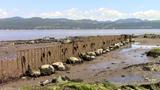 Les panneaux de métal du guide (guideau, chasse) sont lestés de pierres, Isle-aux-Coudres - juin 2017