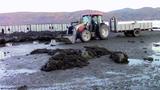 Arrivée à la pêche, Isle-aux-Coudres - septembre 2017