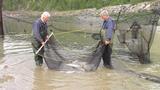 Renel et Normand Gauthier manient le grand haveneau rempli de bars qu'on remettra à l'eau, Saint-Irénée - juin 2017