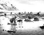 La pêche aux coques sur la grève, Carleton-sur-Mer - 1953