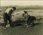 Pêche aux coques sur le Banc de Saint-Omer (Carleton-sur-Mer) - vers 1950-1960
