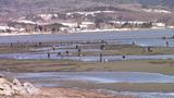 Pêcheurs de coques le Vendredi saint sur la batture de Miguasha (Nouvelle) - avril 2017