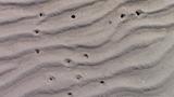 Trous que font les coques dans le sable - Miguasha (Nouvelle) - avril 2017